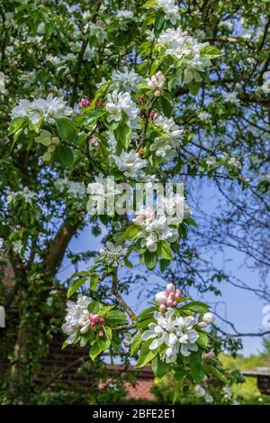 Fiore di granchio di mele. Foto Stock