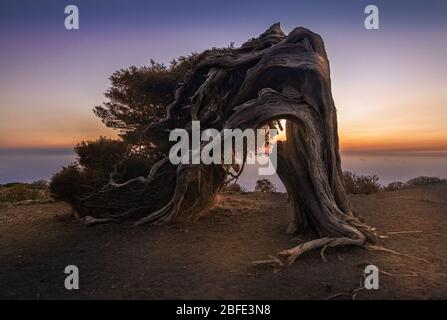 Un vecchio albero di Juniper attorcigliato dai venti costanti si presenta nella cima di questa montagna in un luogo chiamato 'El Sabinar'. A El Hierro, isola delle Canarie Foto Stock