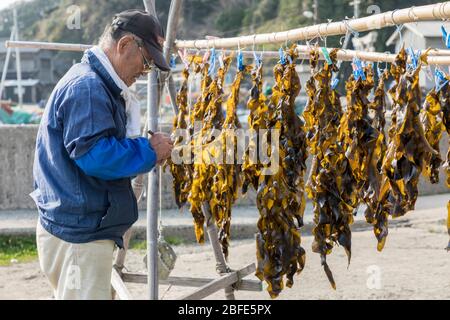 Appendere le alghe brune all'asciutto, Hohokucho Oaza Yatama, Giappone Foto Stock