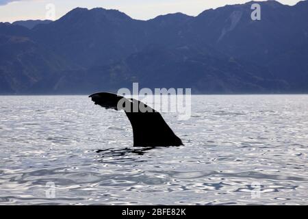 Spermatozoi balene. Fluke /coda di balena spermatica potente come si tuffa. Kaikoura, Isola del Sud. Costa Est, Nuova Zelanda. Telaio completo. Foto Stock