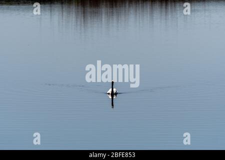 Un cigno nuota su un lago Foto Stock