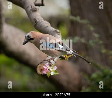 Londra, Regno Unito. 18 aprile 2020. Jay, il membro colorato della famiglia Crow, siede sul ramo di un albero di mele. Credit: Malcolm Park/Alamy Live News. Foto Stock