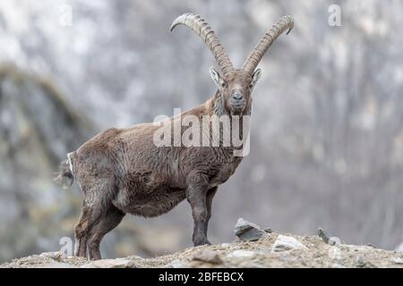 Bel ritratto di stambecco alpino (Capra stambex) Foto Stock