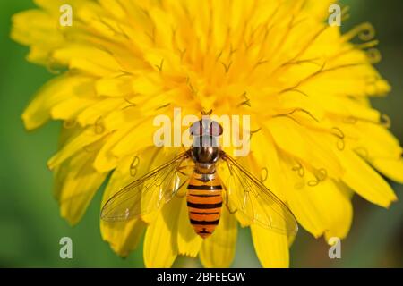 una specie di insetti chiamati scirphidae, sta raccogliendo nettare su un fiore di dente di leone , foto del fotografo della natura. Foto Stock
