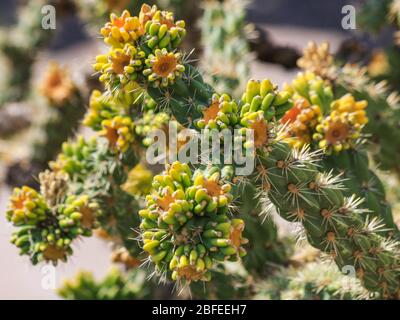 Frutto di cane Cholla cactus che cresce selvatico nel deserto, New Mexico, Stati Uniti d'America. 'Cylindropuntia Spinosior' frutta verde gialla fiorita Foto Stock