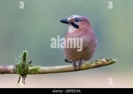 Gaia eurasiatica, Garrulus glandarius sul bastone Foto Stock