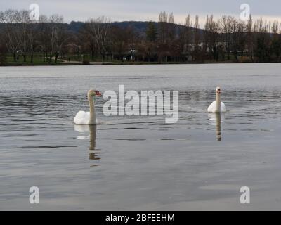 Cigni bianchi che nuotano sulla Mosella a Metz, Francia Foto Stock