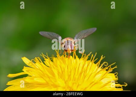 una specie di insetti chiamati scirphidae, sta raccogliendo nettare su un fiore di dente di leone , foto del fotografo della natura. Foto Stock