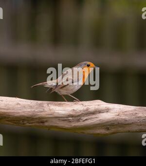 Robin è in piedi sulla filiale nel giardino suburbano di Londra, Regno Unito Foto Stock