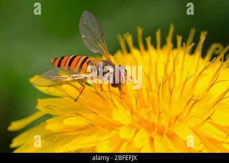una specie di insetti chiamati scirphidae, sta raccogliendo nettare su un fiore di dente di leone , foto del fotografo della natura. Foto Stock