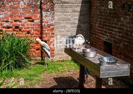 Una cicogna dipinta preda le sue piume davanti a un muro di mattoni rossi, come vicino da un ibis sacro si alimenta da una grande teglia contenente un liquido marrone Foto Stock
