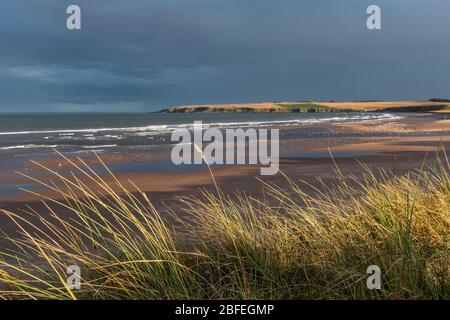Lunan Bay, Angus Foto Stock