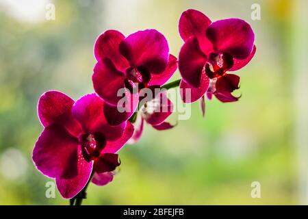 Primo piano di un bel fiore magenta orchidea retroilluminato su sfondo morbido. Messa a fuoco selettiva. Foto Stock