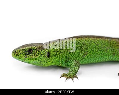 Lucertola di sabbia verde maschile europea, Lacerta agilis, isolata su sfondo bianco, primo piano Foto Stock