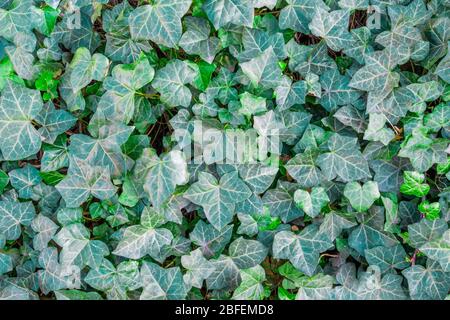 Tessitura inglese edera Hedera Helix crescere all'ombra dell'albero Foto Stock