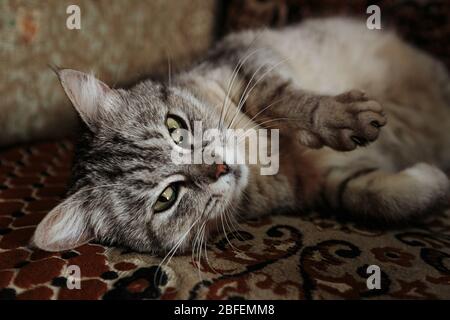 Bellissimo gatto grigio-colorato con occhi verdi che giacciono sulla copertura e che guardano alla macchina fotografica. Foto Stock