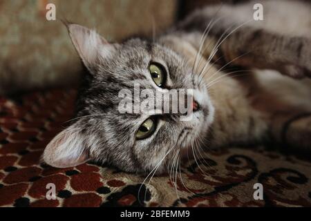 Vista ravvicinata su un gatto grigio con gli occhi verdi. Cat rilassante sulla copertura Foto Stock