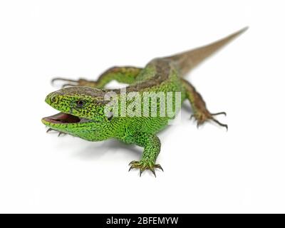 Aggressiva lucertola di sabbia verde maschile, Lacerta agilis, pronta ad attaccare isolata su sfondo bianco Foto Stock