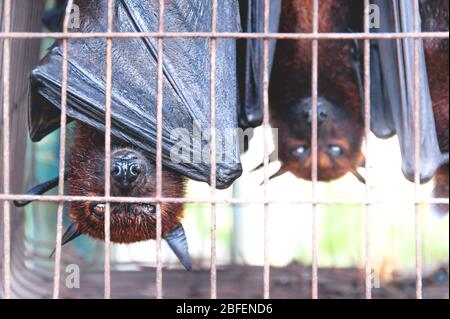 Volpi volanti pipistrelli capovolti in una gabbia in un mercato per il cibo e il mangiare, Sumatra, Indonesia Foto Stock