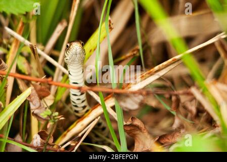 Serpente d'erba Natrix natrix corpo verdastro con fiori scuri lungo fianchi bianco lato inferiore con segni scuri. Ha pupille rotonde e un colletto giallo Foto Stock