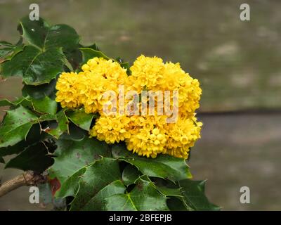 Fiori gialli che si aprono su un ramo di un cespuglio agrifoglio accanto ad un recinto di legno giardino Foto Stock