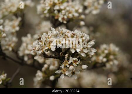Albero di pera fiorente chiudere rami in primavera Foto Stock