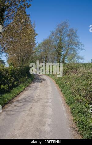 Zig zag vicolo a Porthcawl con siepi su entrambi i lati e alberi che entrano a germogliare in una soleggiata mattina primaverile Foto Stock