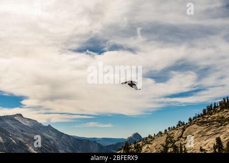 Crow vola sul paesaggio visto da Olmsted Point nel Parco Nazionale di Yosemite, California, USA Foto Stock