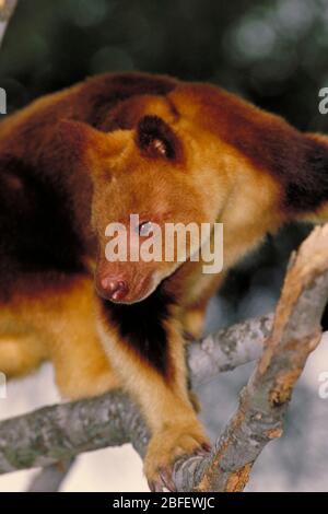 Canguro dell'albero di Goodfellow (Dendrolagus goodfellowi), specie minacciate di estinzione Foto Stock