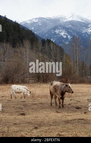 Mucche in un campo con montagne sullo sfondo Foto Stock