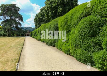 La siepe di Yew a Montacute House, una residenza elisabettiana a Montacute, Somerset, Inghilterra, Regno Unito Foto Stock