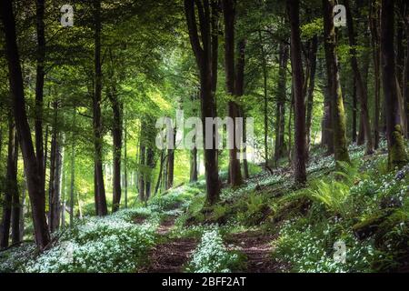 Aglio selvatico nel Dorset del Nord Foto Stock