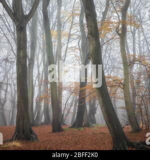 Faggio in nebbia Foto Stock