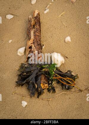 Bastone, alghe e conchiglie su una spiaggia Foto Stock