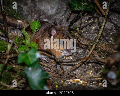 Topo foraging per semi ad una stazione di alimentazione per uccelli Foto Stock