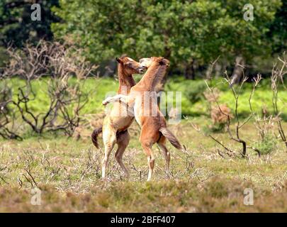 Pony che giocano insieme nel New Forest National Park, Hampshire, Inghilterra. Foto Stock