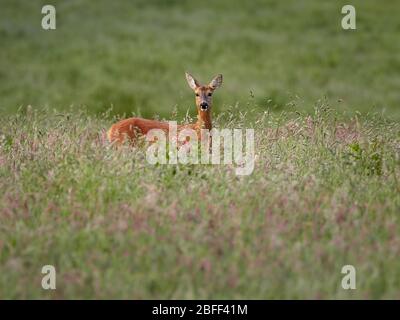 Capriolo in erba lunga Foto Stock