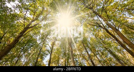 Vista dal basso dei raggi del sole che splende attraverso gli alti alberi decidui in una bella giornata estiva in una foresta in Belgio. Foto Stock