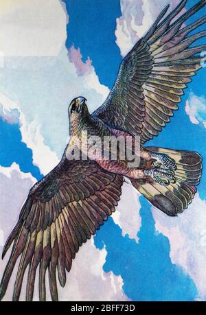 Golden Eagle, Aquila chrysaetos Foto Stock