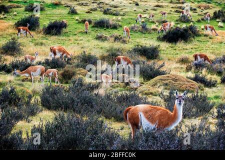 Piccolo allevamento di Guanacos lama guanicoe nel Parco Nazionale Torres del Paine Puerto Natales, Provincia ultima Esperanza, Patagonia, Cile. Foto Stock