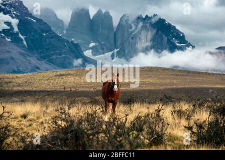 Equitazione nel Parco Nazionale Torres del Paine Puerto Natales, Provincia ultima Esperanza, Patagonia, Cile. Foto Stock