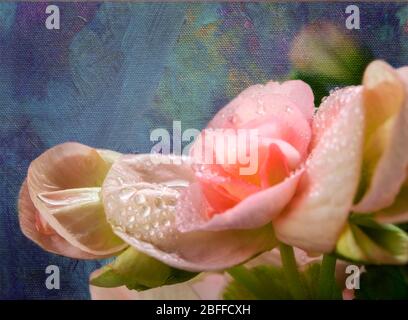 Begonia fiori con goccioline di acqua Foto Stock