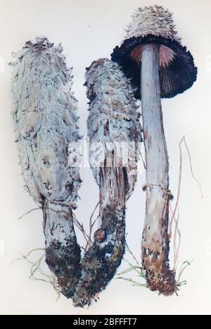 Coprinus comatus, cappuccio di inchiostro shaggy, parrucca dell'avvocato, fungo di mane shaggy Foto Stock