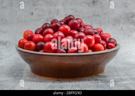 Ciotola di prugne Mirabelle appena raccolte Foto Stock