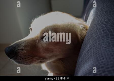 Roma, 20 aprile 2020. Un cane si rilassa in casa, cerca un raggio di sole per riscaldarsi. Foto Stock