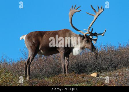 Caribou con Antlers a Tundra in Alaska con Blue Sky Foto Stock