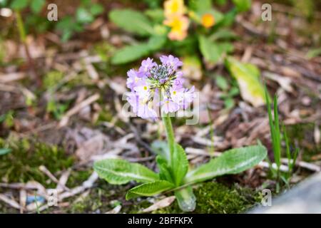 Fiore viola primrose in un aiuola con foglie verdi primo piano Foto Stock