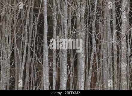 Giovani tronchi di faggio allineati parallelo edificio foresta scura. Foto Stock