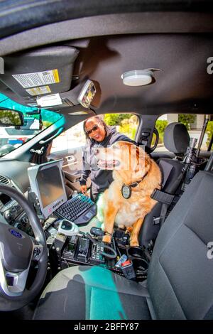 Indossando il suo badge ufficiale della polizia, un cane di comfort viene aiutato nel sedile anteriore di una macchina della polizia dal suo operatore di polizia afro-americano a Hawthorne, CA. Foto Stock