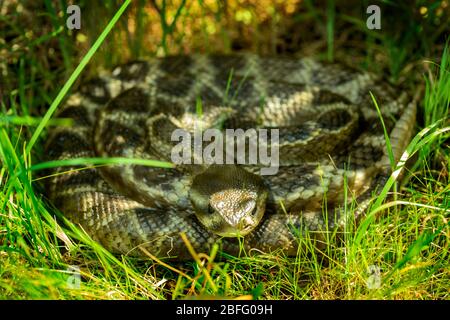 Avvolto e nascosto in ombra nel fogliame, il Crotalus origanus (spesso chiamato Rattlesnake occidentale) è il serpente velenoso più comune in California Foto Stock